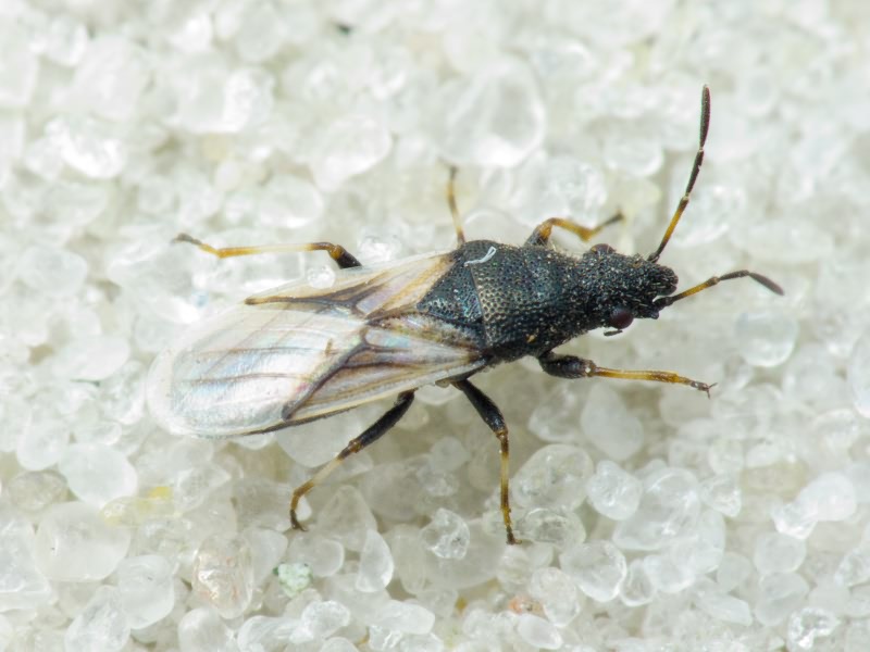 Metopoplax origani (Kolenati, 1845)